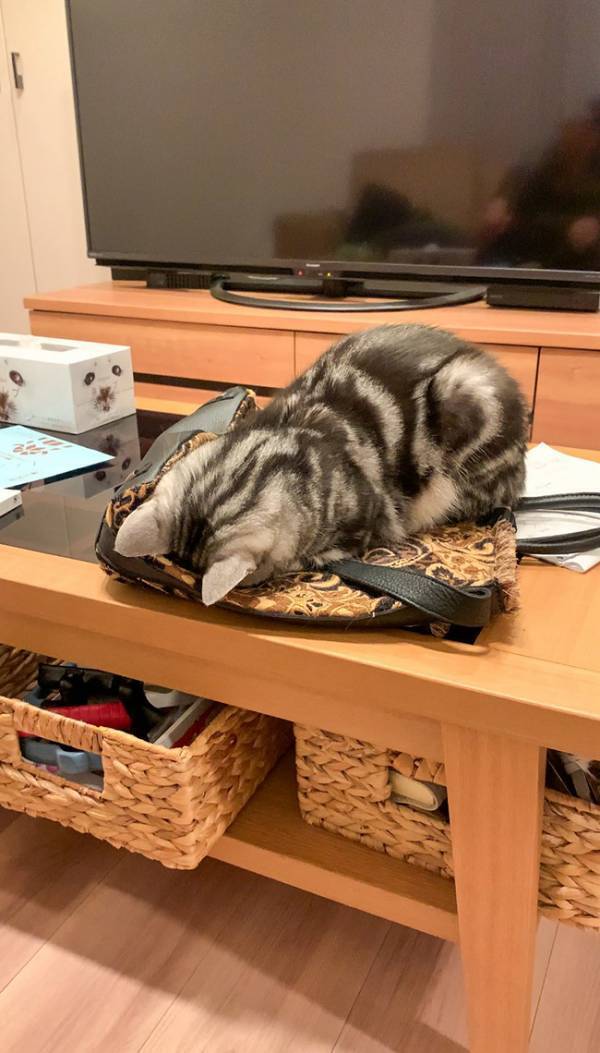 スヤスヤと眠る猫　『寝床』に選んだ場所が？「これは起こせない」「許すしか…」