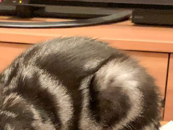 スヤスヤと眠る猫　『寝床』に選んだ場所が？「これは起こせない」「許すしか…」