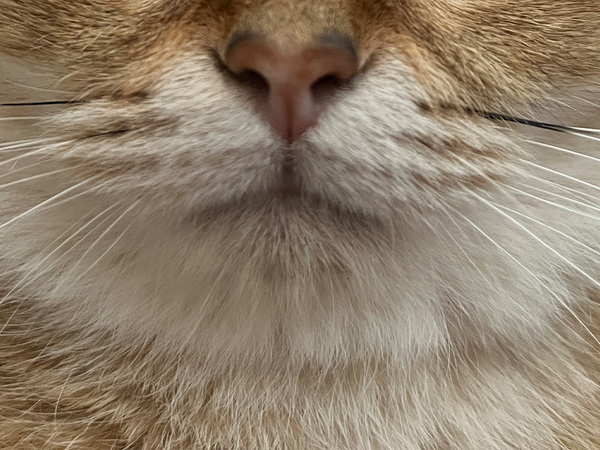 飼い主「なんだその顔は、面白すぎるだろ」　猫の表情に１５万『いいね』