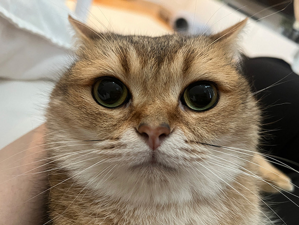 飼い主「なんだその顔は、面白すぎるだろ」　猫の表情に１５万『いいね』