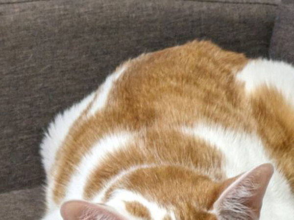 「うちの猫の香箱座りは一味違うぜ」　その姿がまるで…？