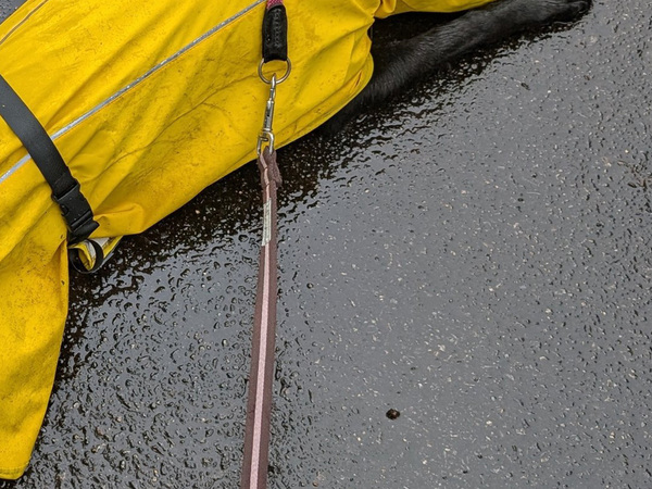 散歩中にカッパを着た犬　飼い主が「意味がない」と思ったワケが…