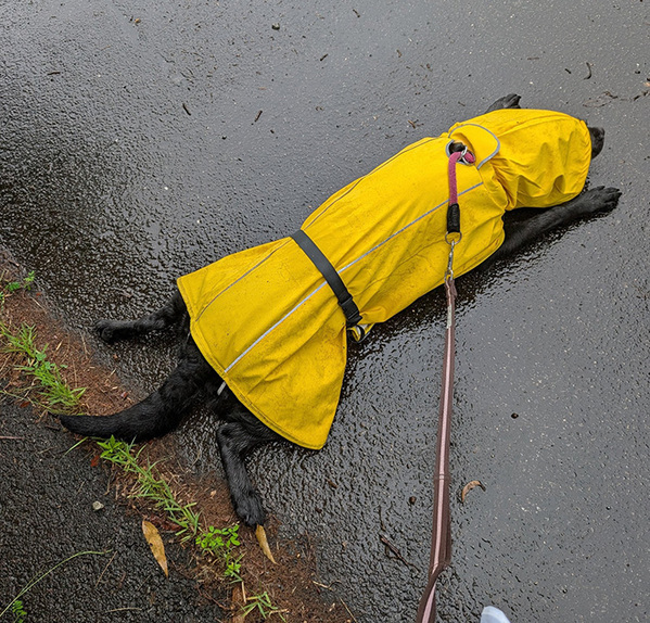 散歩中にカッパを着た犬　飼い主が「意味がない」と思ったワケが…