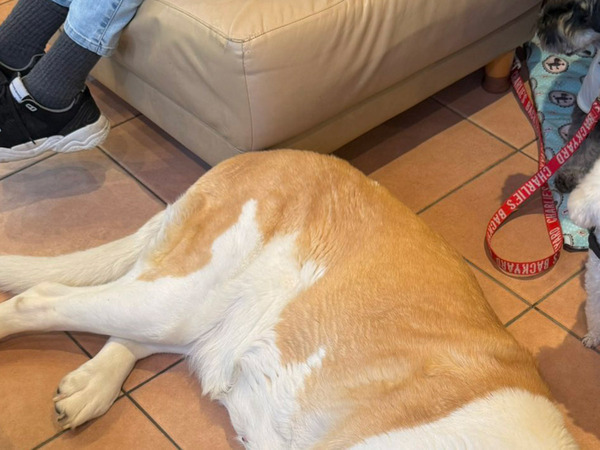 店長「そこに寝ると…」　ほほ笑ましい『注意』に「かわいすぎる」「蒸しパンみたい」