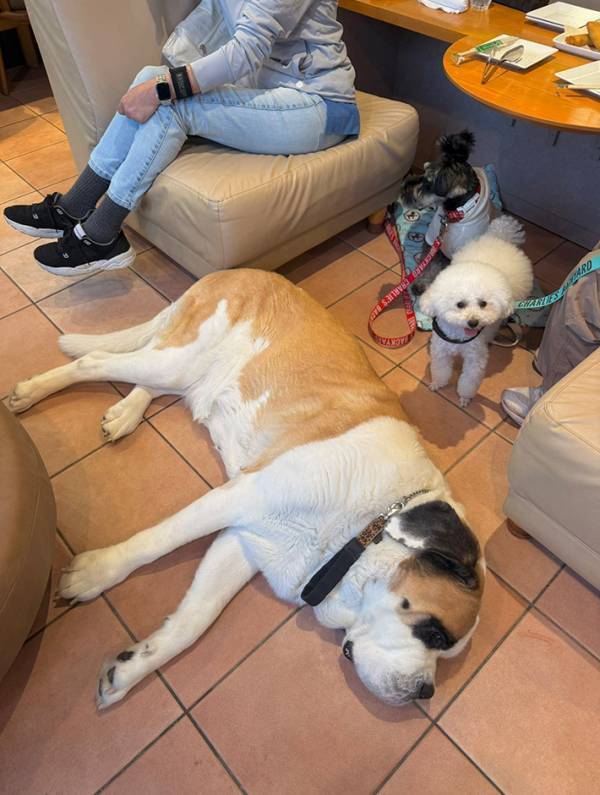 店長「そこに寝ると…」　ほほ笑ましい『注意』に「かわいすぎる」「蒸しパンみたい」