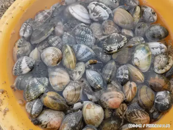 「中毒症状を引き起こすことが…」　農林水産省が『貝毒』について注意を呼びかけ