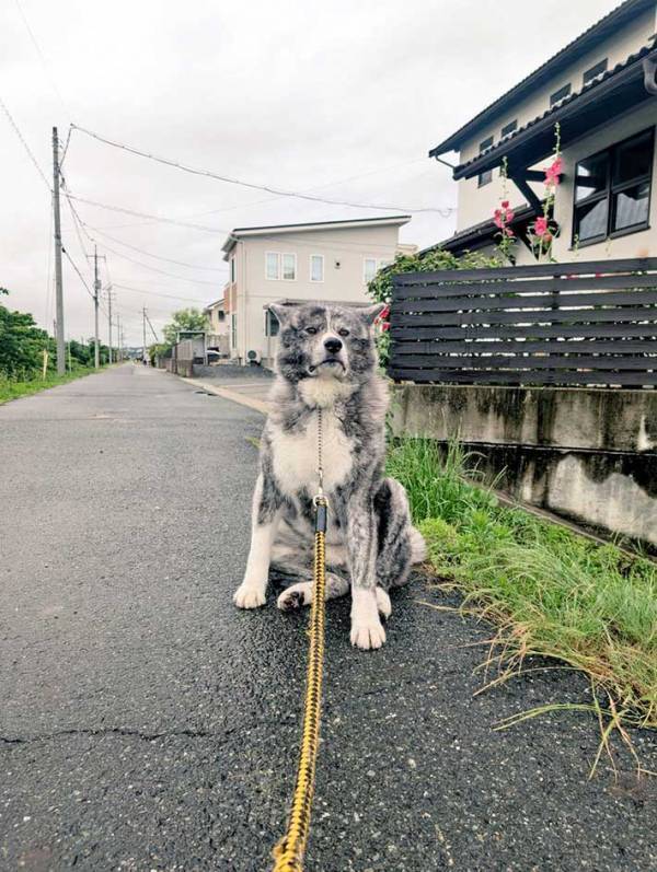 散歩に出た５分後…？　秋田犬の表情に「大笑いした」「強い意志を感じる」