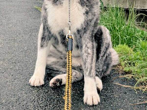 散歩に出た５分後…？　秋田犬の表情に「大笑いした」「強い意志を感じる」