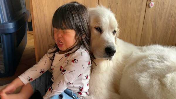 「よしよし、大丈夫だよ」　ウソ泣きをする子供に、大型犬が？「優しすぎる」「私にもやって」2