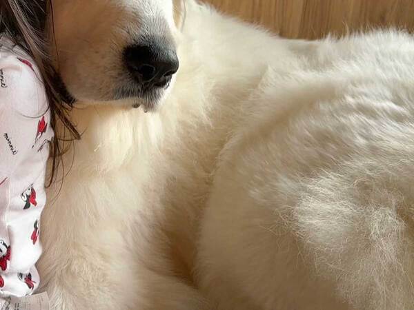 「よしよし、大丈夫だよ」　ウソ泣きをする子供に、大型犬が？「優しすぎる」「私にもやって」2