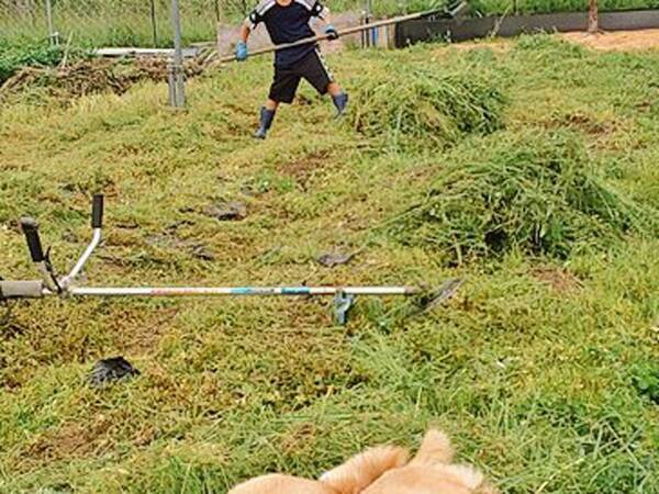必死に畑仕事をする少年　集めた草の上には？「あかん、好きすぎる」「平和だな～」