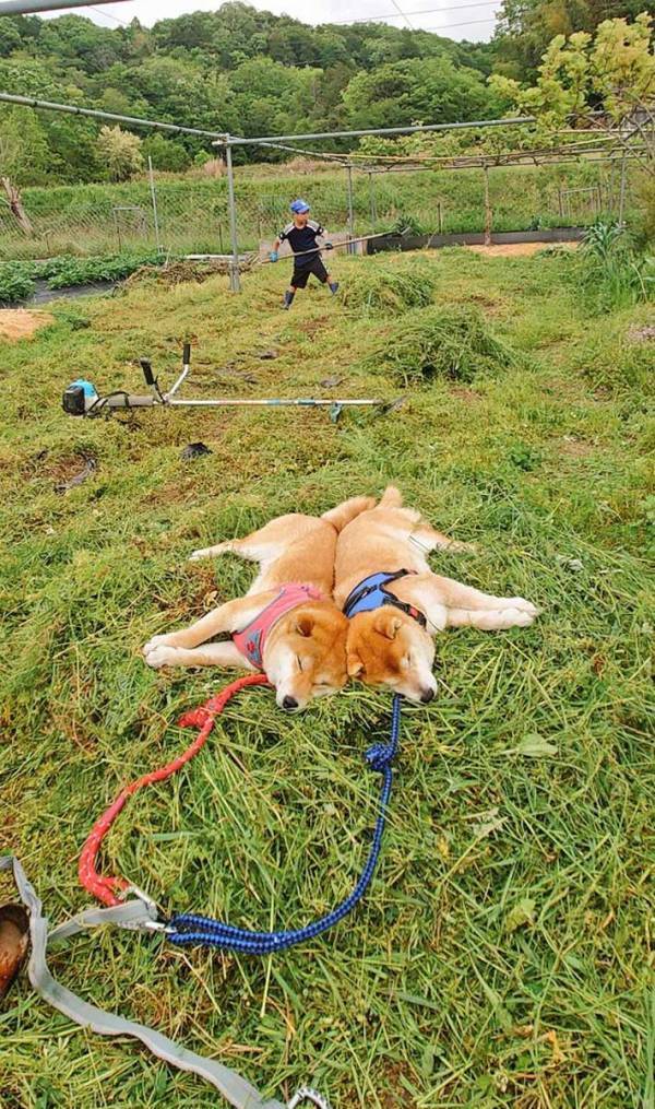 必死に畑仕事をする少年　集めた草の上には？「あかん、好きすぎる」「平和だな～」