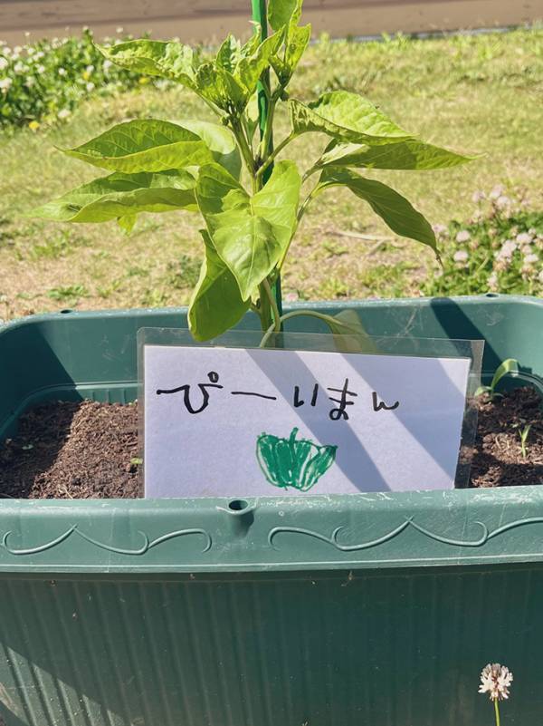 『ピーマン』と書いたつもりが…　幼稚園で見かけた植木鉢に、１４万『いいね』