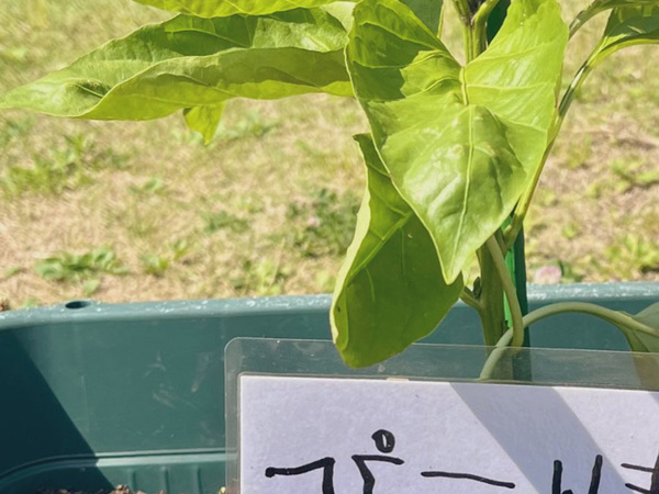 『ピーマン』と書いたつもりが…　幼稚園で見かけた植木鉢に、１４万『いいね』