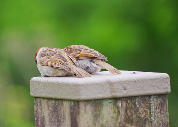 「笑った」「確かにそう見えてきた」　写真家が撮った『スズメ』を見てみると…？