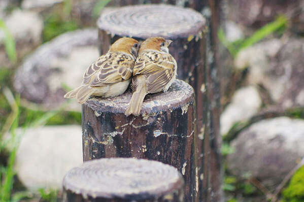 「笑った」「確かにそう見えてきた」　写真家が撮った『スズメ』を見てみると…？