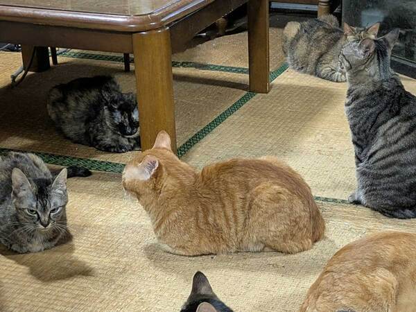 座卓が目の前にあるのに…　たどり着くのが難しい理由に「なんて危険なトラップだ」