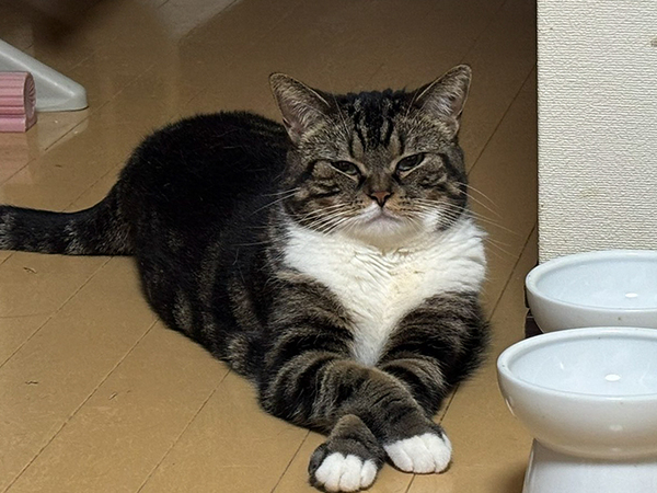 朝６時５５分に起きた飼い主　リビングで目にした光景が？「泣いちゃった」「返す言葉もない…」