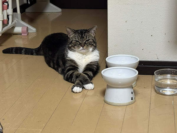 朝６時５５分に起きた飼い主　リビングで目にした光景が？「泣いちゃった」「返す言葉もない…」