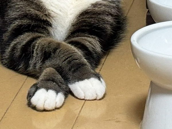 朝６時５５分に起きた飼い主　リビングで目にした光景が？「泣いちゃった」「返す言葉もない…」