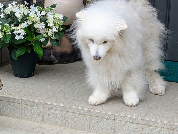 飼い主「もう１０年目のお友達」　玄関を出ると？「こんな世界だけ見ていたい」