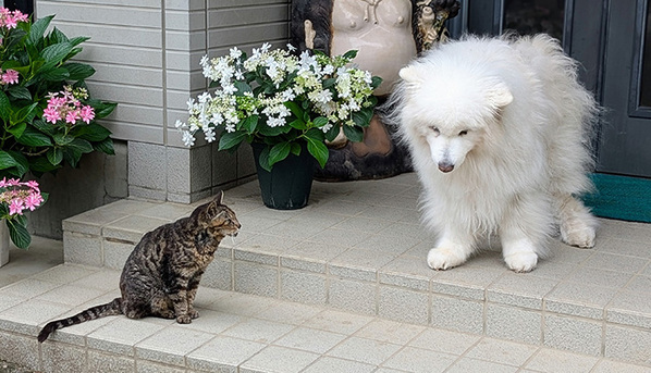 飼い主「もう１０年目のお友達」　玄関を出ると？「こんな世界だけ見ていたい」