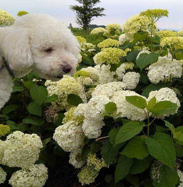 「かわいすぎて声出た」　アジサイに『話しかけて』いたのは…