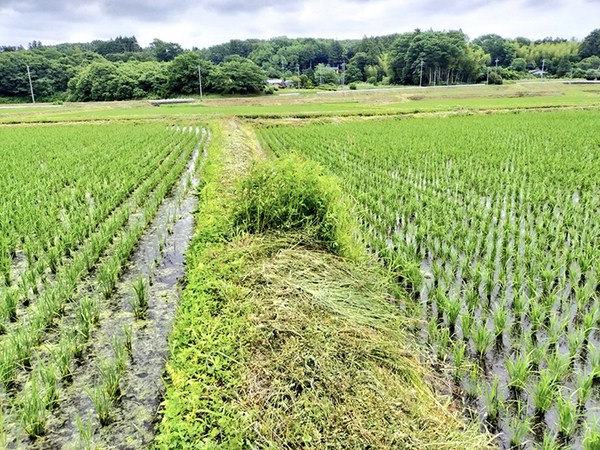シルバー代行が『草の刈り残し』　近寄ってみると？「これは仕方ない」「よく気付いたな」