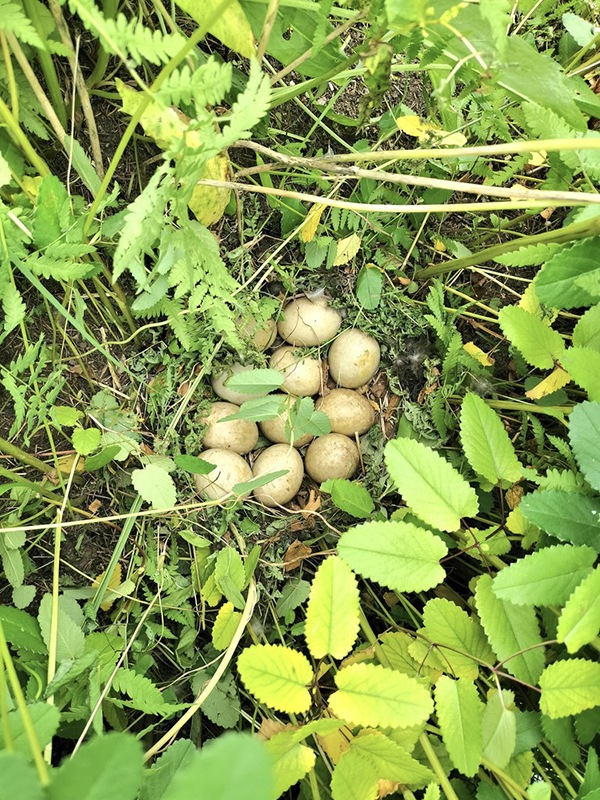 シルバー代行が『草の刈り残し』　近寄ってみると？「これは仕方ない」「よく気付いたな」