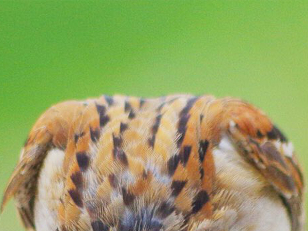 スズメの頭はどこ行った？　まさかのポーズに「こんなことするんだ！」