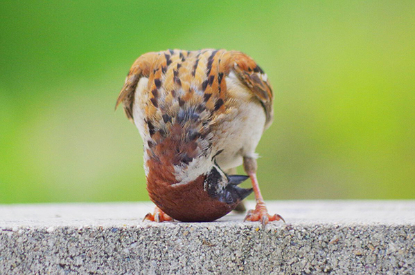 スズメの頭はどこ行った？　まさかのポーズに「こんなことするんだ！」