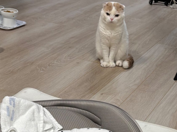 赤ちゃんを遠くから見守る猫　その場を離れたかと思いきや？「さすがに笑った」