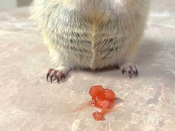 「職場で声出して笑った…！」　スイカを食べるリス、口元を見ると？