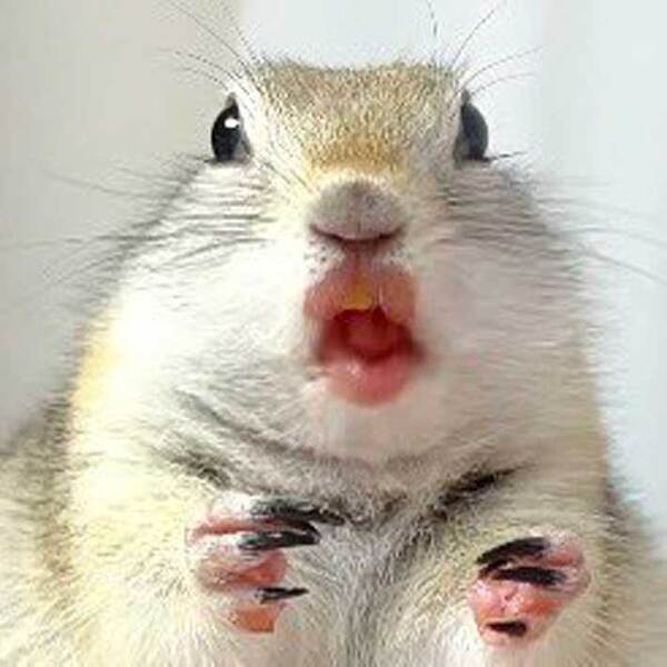 「職場で声出して笑った…！」　スイカを食べるリス、口元を見ると？