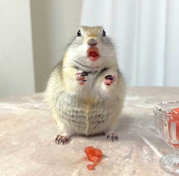 「職場で声出して笑った…！」　スイカを食べるリス、口元を見ると？