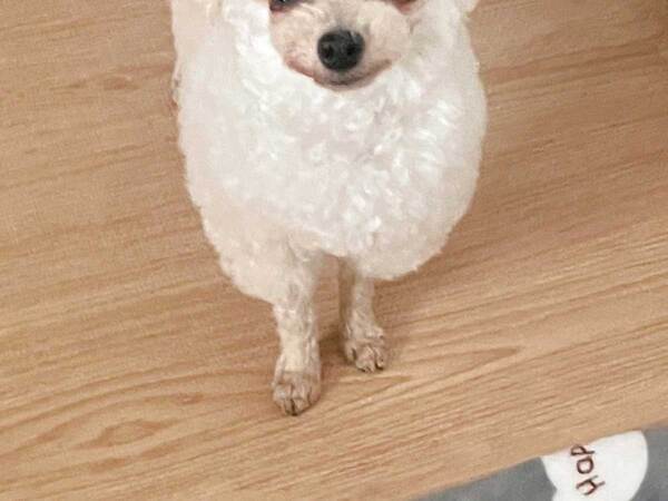 出かける飼い主を見つめる犬　その顔が…「切なすぎる」「おめめがー！」