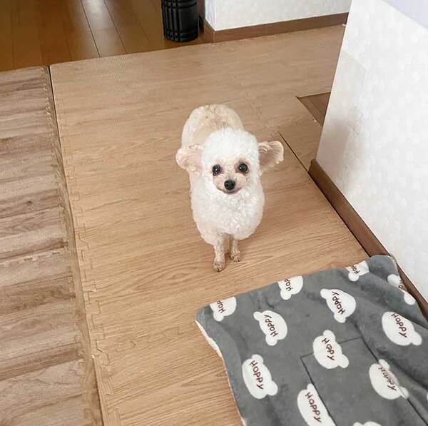 出かける飼い主を見つめる犬　その顔が…「切なすぎる」「おめめがー！」