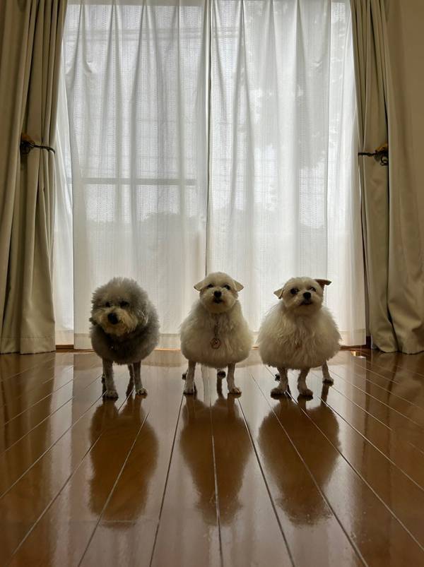 これから『美容室』に向かう３匹　その姿に「アルマゲドン」「察した表情だ」