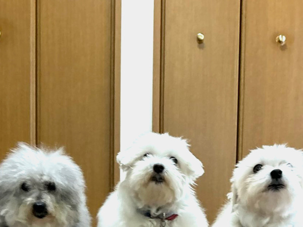 これから『美容室』に向かう３匹　その姿に「アルマゲドン」「察した表情だ」