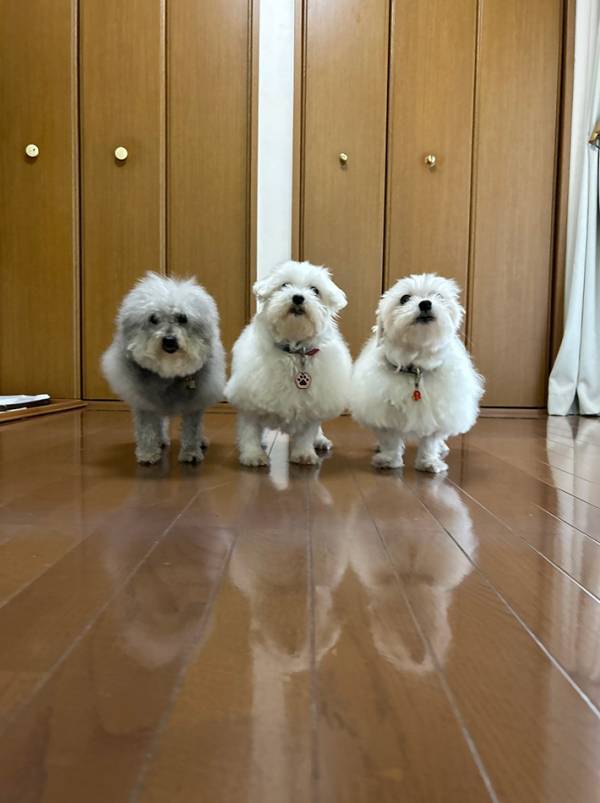 これから『美容室』に向かう３匹　その姿に「アルマゲドン」「察した表情だ」