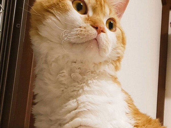 湿気によって毛が…？　５万人がとりこになった、猫の毛に「貴族っぽい」「羊かな」