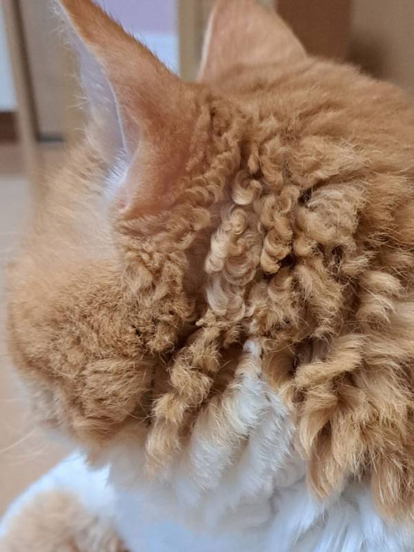 湿気によって毛が…？　５万人がとりこになった、猫の毛に「貴族っぽい」「羊かな」