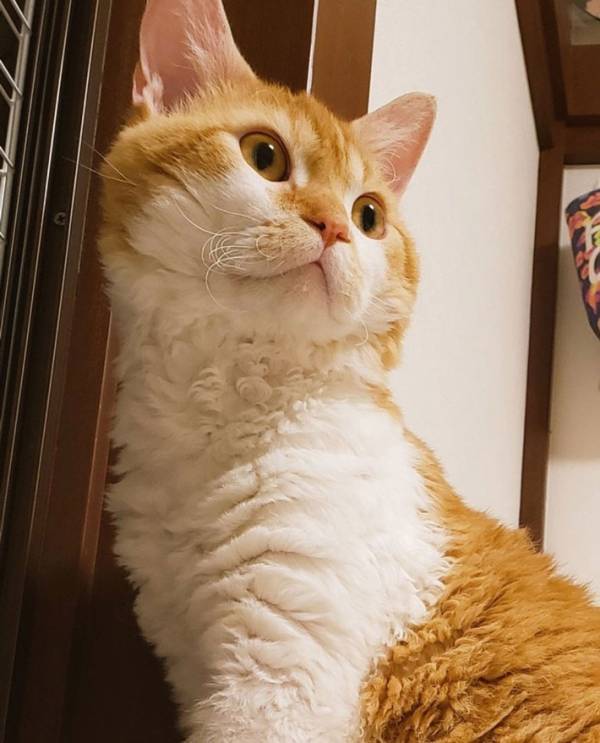 湿気によって毛が…？　５万人がとりこになった、猫の毛に「貴族っぽい」「羊かな」