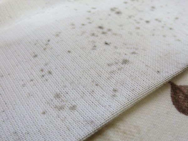 カビが広がる前に！　レースカーテンを傷めずにカビを落とす方法とは