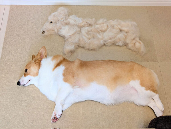 飼い主「朝からブラッシングした結果」　愛犬の上を見ると？「笑いが止まらん」「びっくりした」