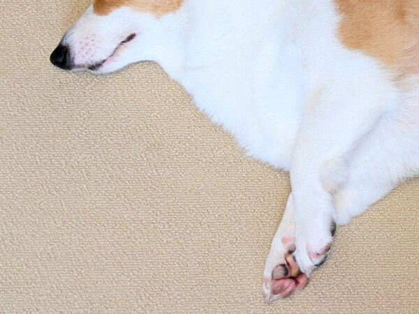 飼い主「朝からブラッシングした結果」　愛犬の上を見ると？「笑いが止まらん」「びっくりした」