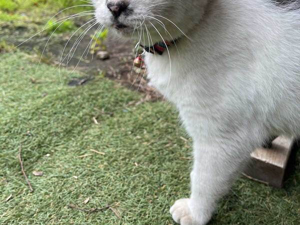 「想像するだけで笑っちゃう」　実家ネコが毎朝「ニャー！」といいながら…