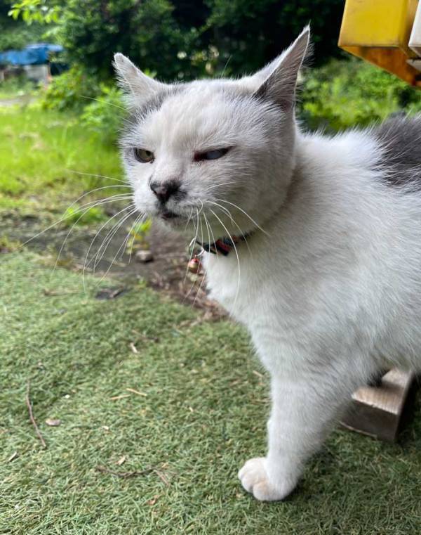 「想像するだけで笑っちゃう」　実家ネコが毎朝「ニャー！」といいながら…