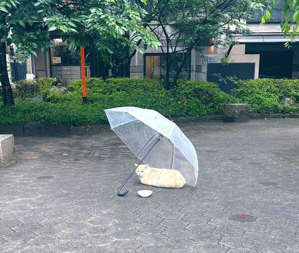 公園に放置されていた『開いた状態の傘』　近づくと？「優しい世界」「前世で善行を積んだのか」