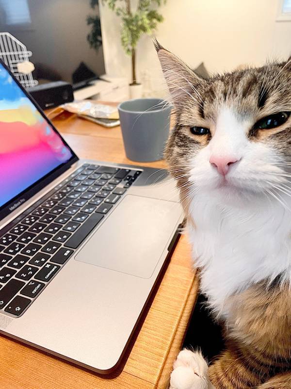 リモート会議で「かわいい」といわれて？　まさかの表情に「笑った」